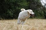 GOLDEN RETRIEVER 737